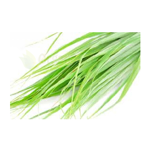 Lemon Grass