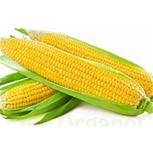 sweet corn