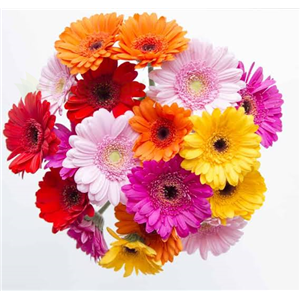 Gerbera 10 pieces