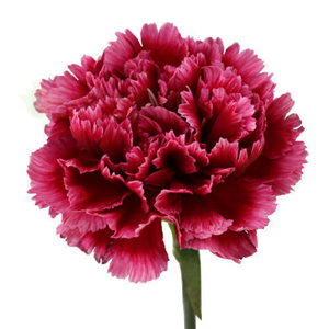 Carnation