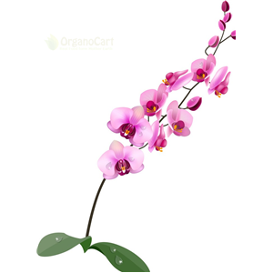 Orchid
