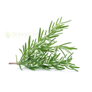 Rosemary 20gm