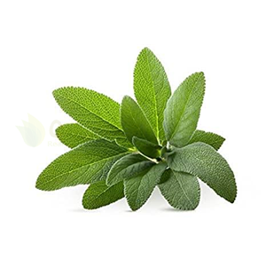 Herbs sage 20gm