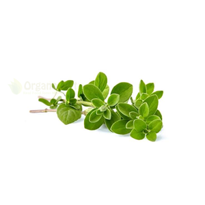 Herbs sweet marjoram 20gm