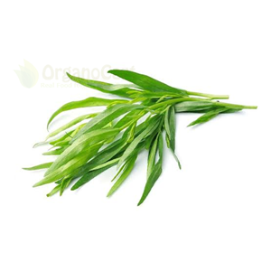 Hebs tarragon 20gm