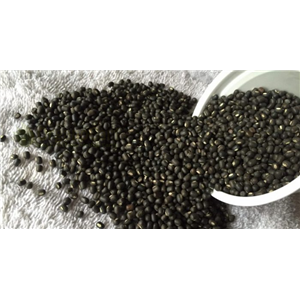 Udad 500 gm
